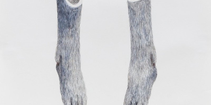 Naturaleza Muerta 2013-2017 - Dibujos - Josefina Laratro - 05