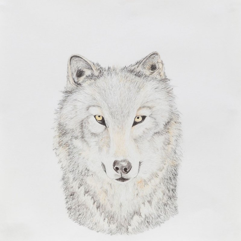 Naturaleza Muerta 2013-2017 - Dibujos - Josefina Laratro - 10