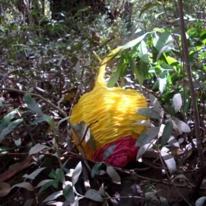 05 - Fotos - Frutos Exterior - Josefina Laratro