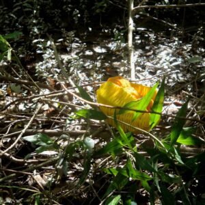 06 - Fotos - Frutos Exterior - Josefina Laratro