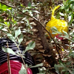 07 - Fotos - Frutos Exterior - Josefina Laratro